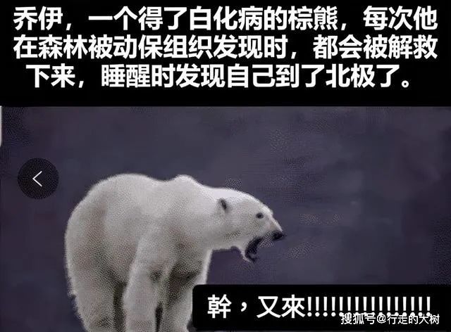 棕熊因长白了被环保组织错认成北极熊，3次送到