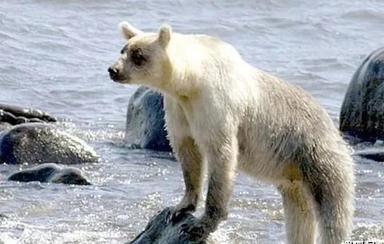 因白化病被错认成北极熊送到北极!