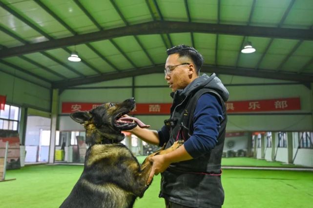 我在快手当训犬师仅训犬年流水400万带火当地宠物行业