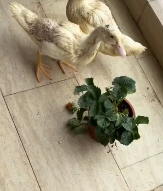 原来,女子除了养鸡和养鸭之外,还养着一盆草莓.