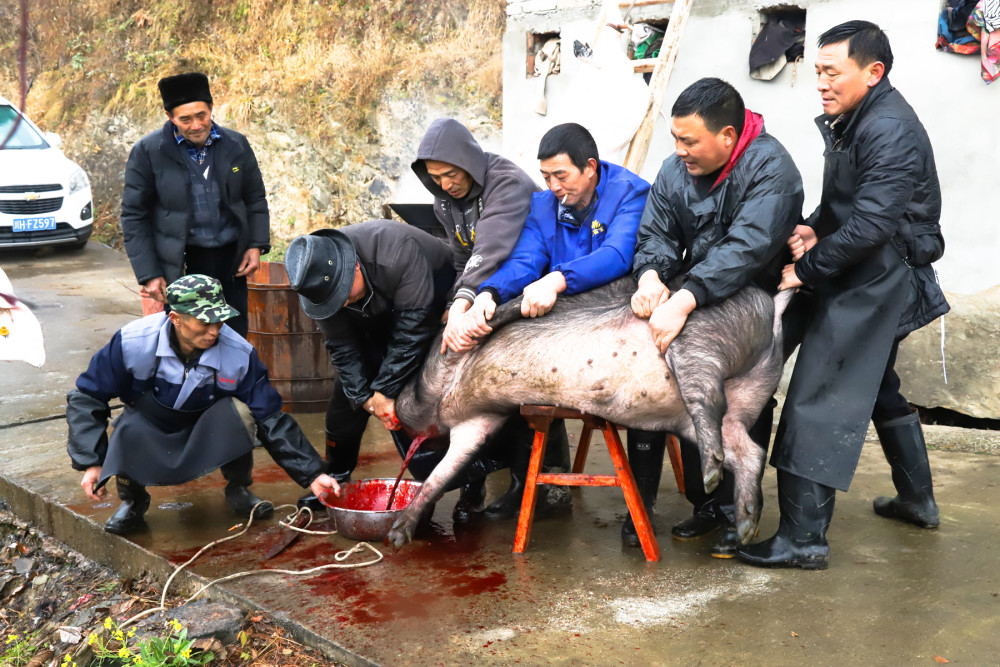 实拍农村杀年猪过程图片