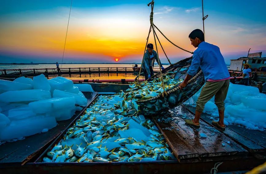 深水網箱養殖金鯧魚迎來好收成