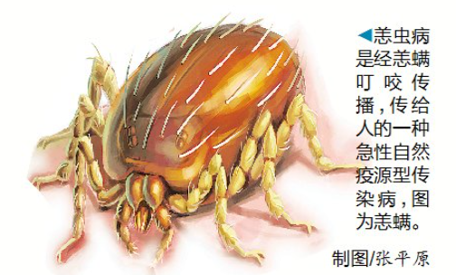 一女子撸猫后患恙虫病呼吸衰竭?医生:别慌,做好这点就行!