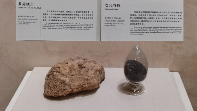 考古发现最早的栽培小米出自北京门头沟的东胡林遗址,距今9000到10000