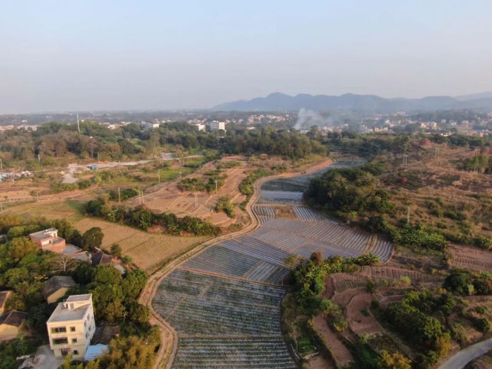 见闻罗定市生江镇引入龙头厚植盼头