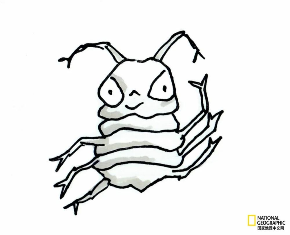 发现新型千足虫恶心得我都上了头