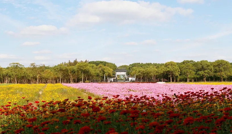 十佳最美花乡赏花海住花宿购花物玩转崇明这家a级景区