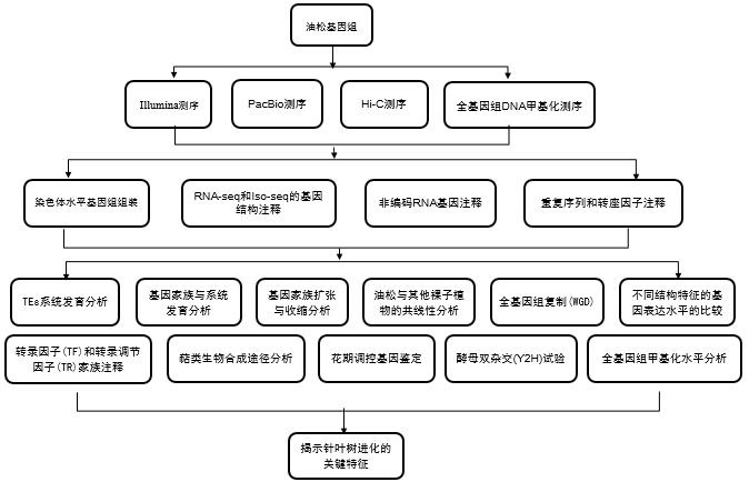 基础科研登顶cell北京林业大学联合安诺优达完成染色体水平的油松基因