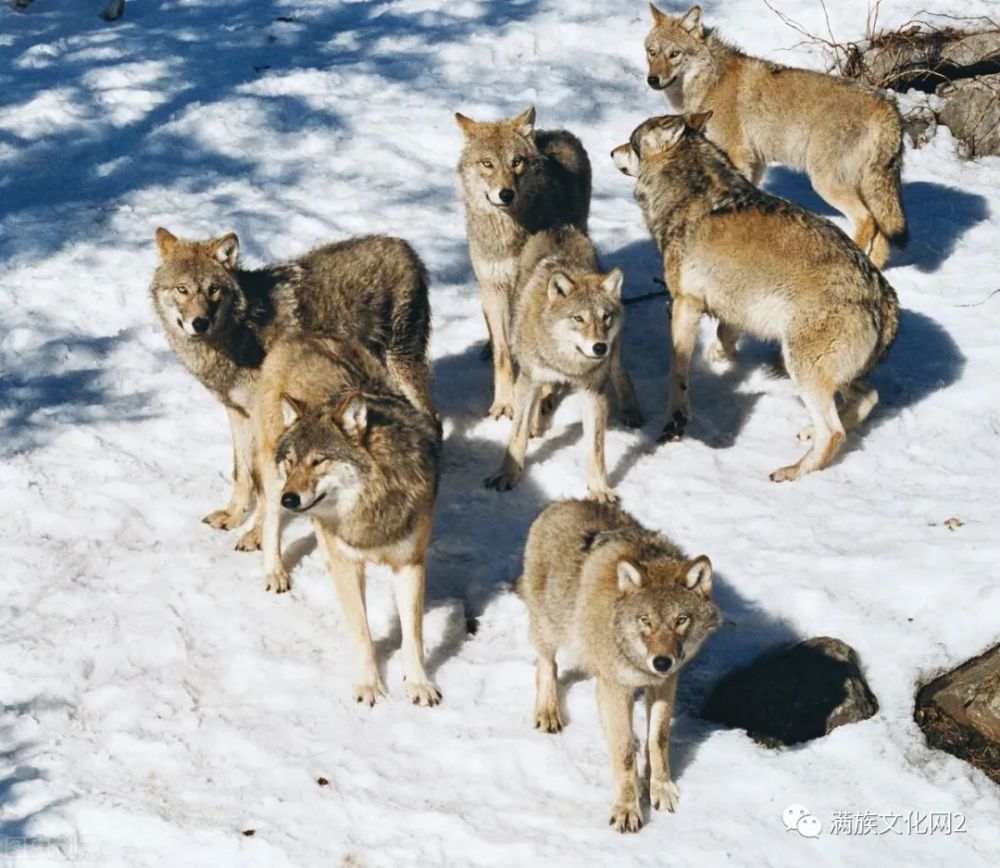 冲破狼阵爬犁轿中藏着五只野狼女子双枪齐发冲向吉林市
