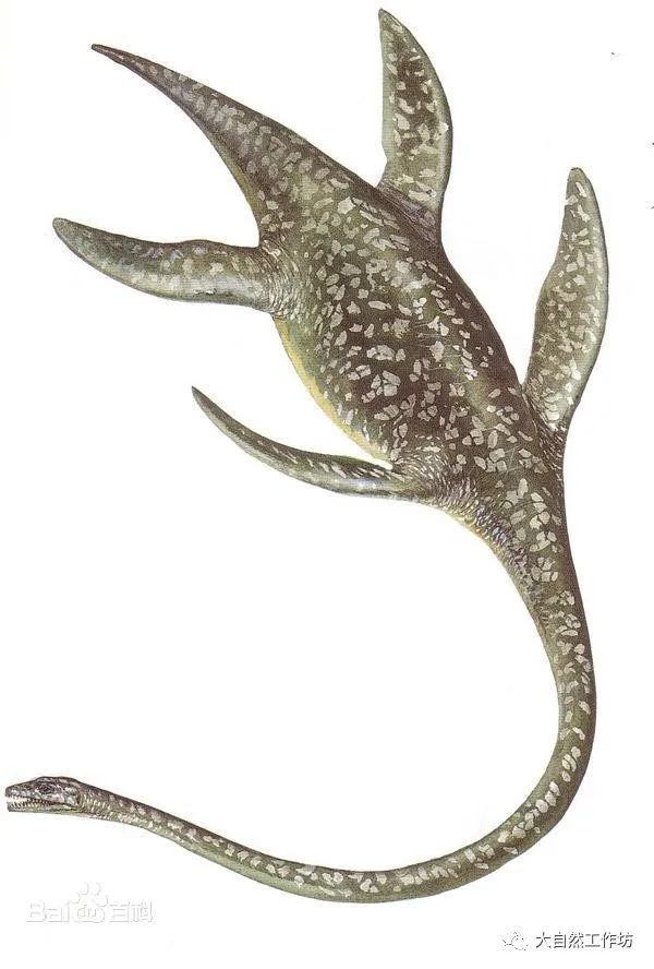 薄片龍屬(elasmosaurus)其頸部有76個頸椎,長達13公尺(米)左右,頭和頸