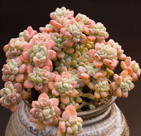 想要多肉劳尔香味浓郁长满盆,3件事做好了,冬天变成香过冬