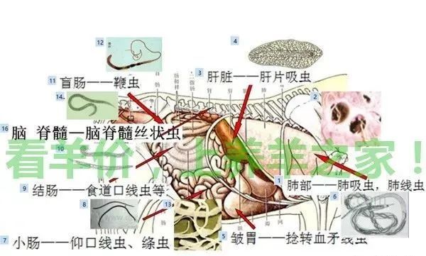 羊的肝片吸蟲絛蟲線蟲腦包蟲球蟲蜱蟲都怎麼驅