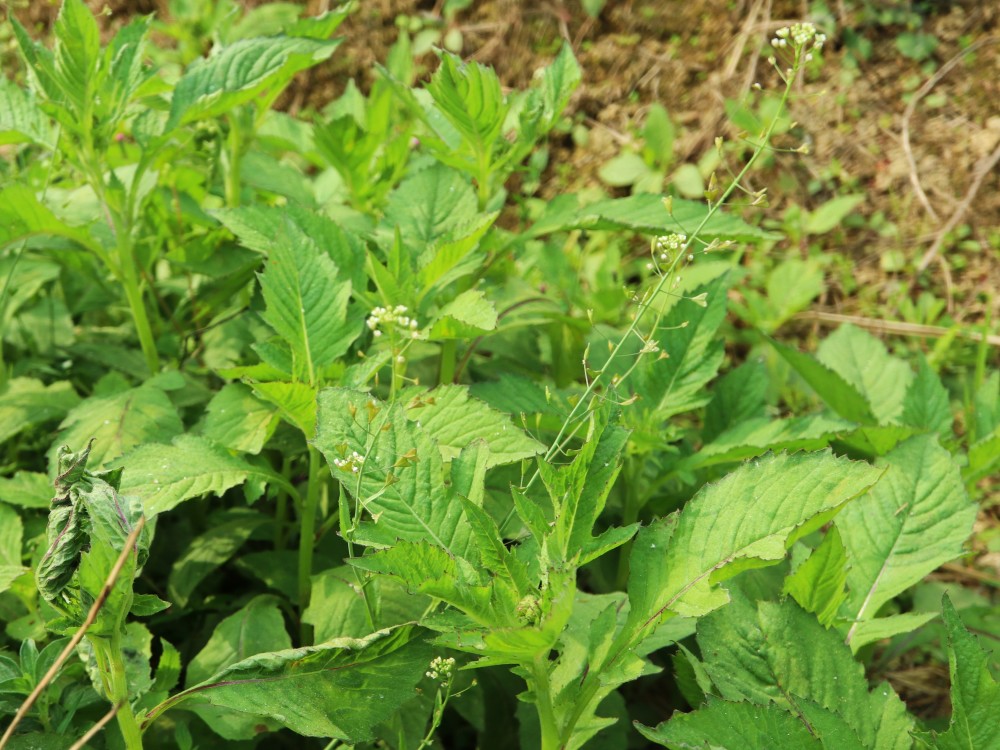 其實農村很多人都知道野茼蒿可以當野菜食用,不過,現