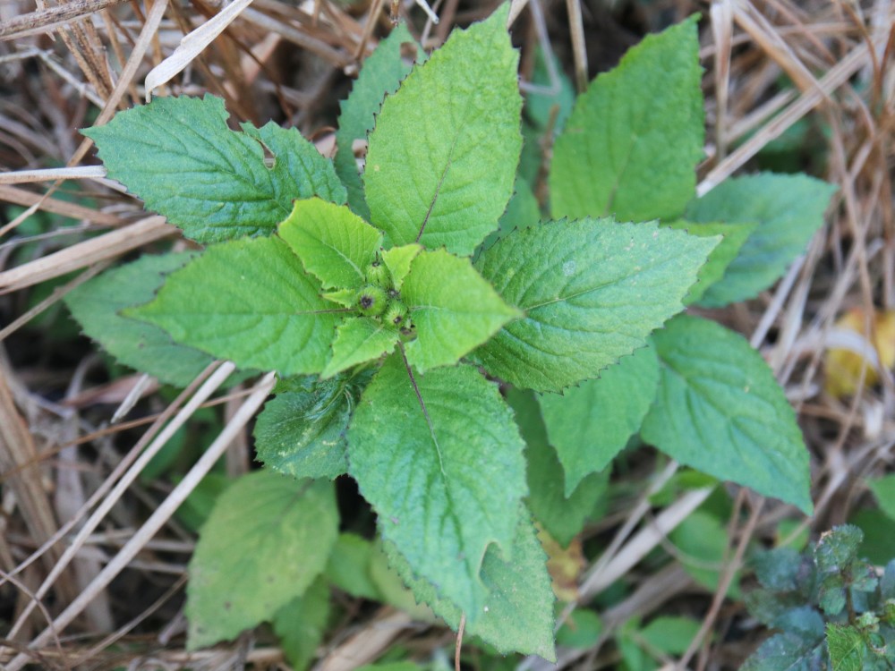 野茼蒿是菊科野茼蒿屬直立草本植物,株高20到100釐米