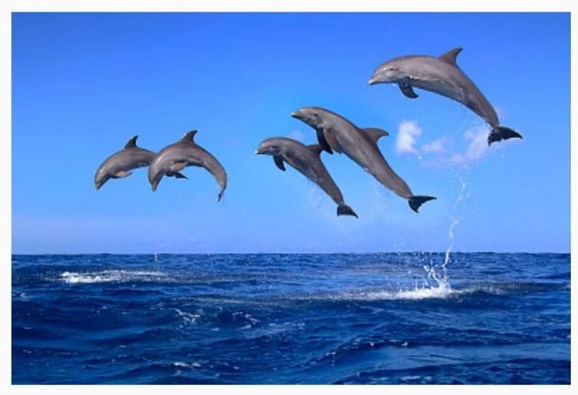 海豚,海豚,感受海豚的爱