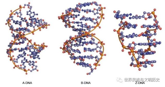 【非细胞生物全系列—06】病毒—双链dna病毒(下)
