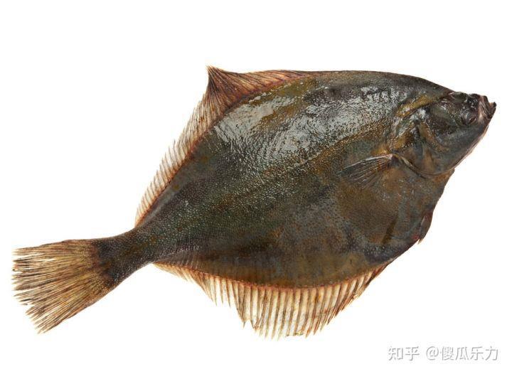 古代比目鱼与比翼鸟比肩兽代表着海陆空三大领域至死不