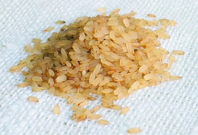 宋史占城稻普及的始末和意义