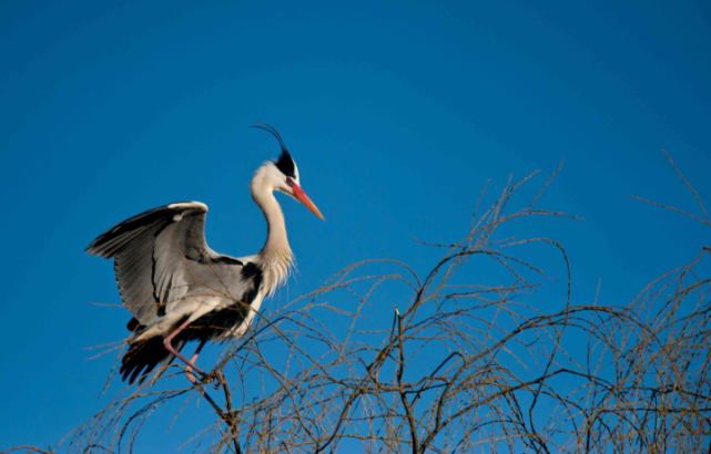 鸟类中的"长脖老"