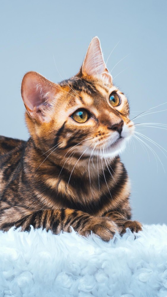 分享慵懒猫儿壁纸