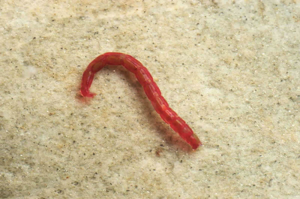 富贵险中求1晚狂捞100斤2个农村能人因红虫产生矛盾