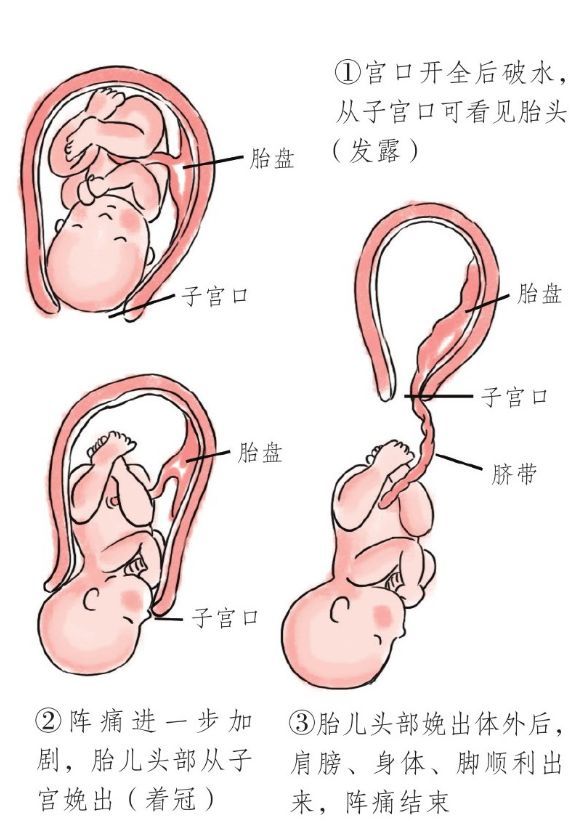 宝宝正常肛门胎儿图片