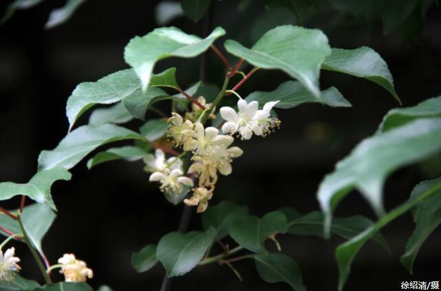 適於邊坡,斷面覆綠及公園,庭園垂直綠化;抗性較強,可作獼猴桃的育種