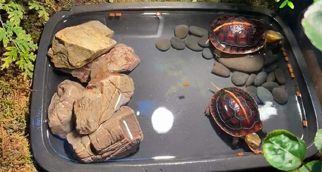 黄缘龟价格多少钱一只,怎么区分公母和品种"龟谷鳖老"