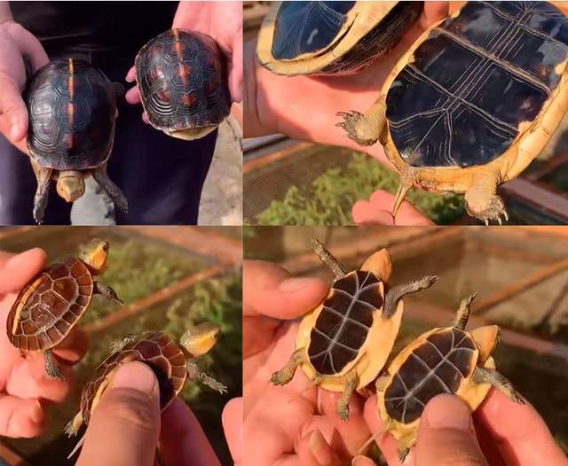 黄缘龟价格多少钱一只怎么区分公母和品种龟谷鳖老