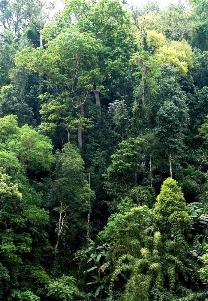 越南北部雨林里有一种令人感到恐惧的生物