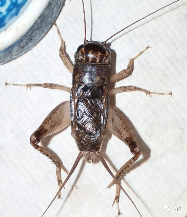 蟋蟀鉴赏:9上白麻头