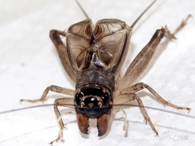 蟋蟀鉴赏:9上白麻头