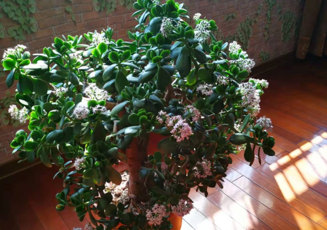 怎么将多肉玉树养成小树顺利开花