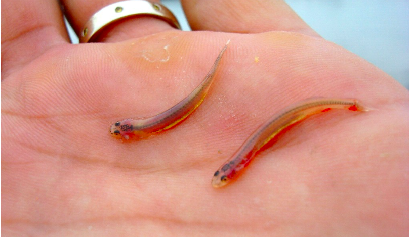 亚马逊寄生鲇当人在河里小便时钻进尿道进入膀胱是真的吗