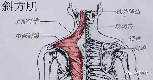 斜方肌非常重要,很多时候你出现脖子僵硬酸疼,其实都是因为斜方肌薄弱