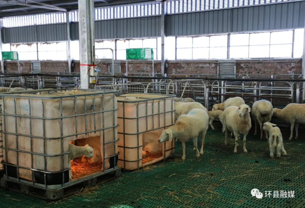环县:小羊羔住上了"电暖房"_腾讯新闻