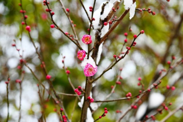 梅花雪中開