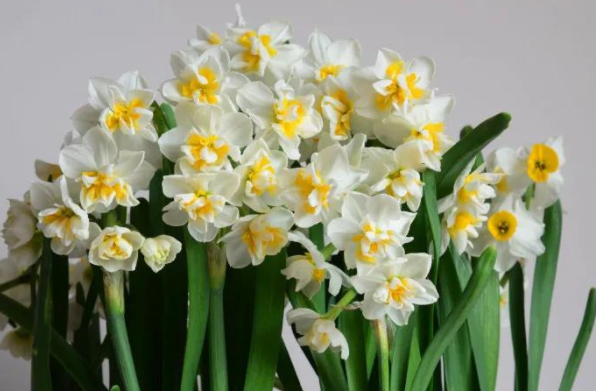 寓意吉祥年宵花,浓浓花香送到家!又到一年水仙花上市时,来这里买!