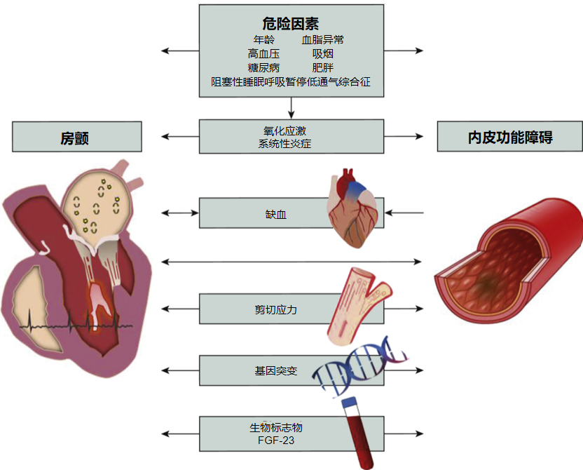 内皮功能障碍与房颤是什么关系