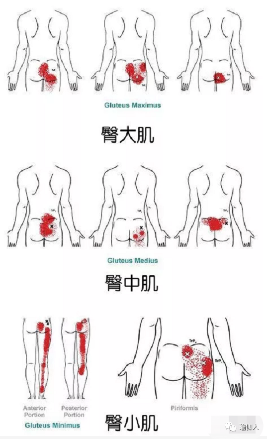 髋部周围的肌肉包括:臀肌(臀大肌,臀小肌,臀中肌,髋外展肌,髋内收肌