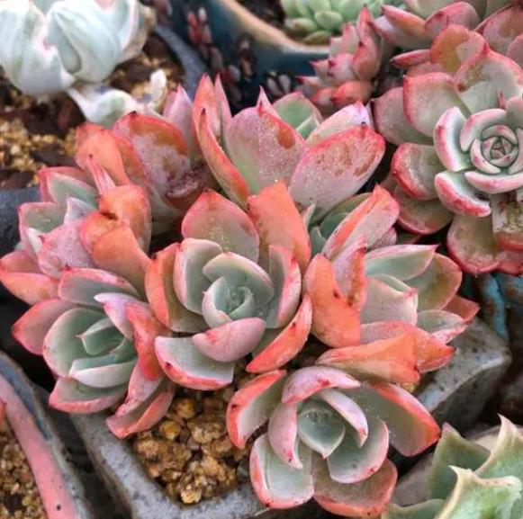 颜色迷人的多肉白玫瑰,株型紧凑很漂亮,容易爆崽长满盆