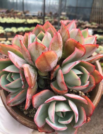 颜色迷人的多肉白玫瑰,株型紧凑很漂亮,容易爆崽长满盆