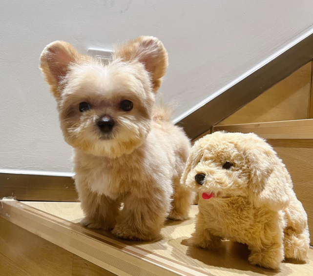 一个品种名为马尔泰的狗子火了,简直是可爱界的天花板啊!