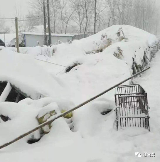 新闻热点一夜压塌14亿鸡舍皑皑白雪背后的血腥味