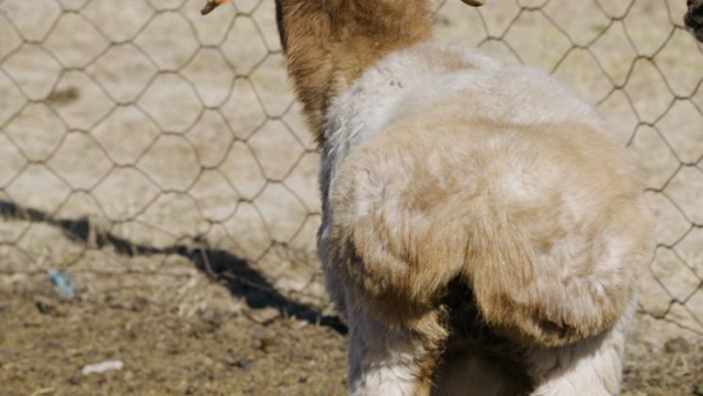 阿勒泰大尾羊长有突出的脂臀,阿勒泰大尾羊这里有一种长着肥美"大屁屁