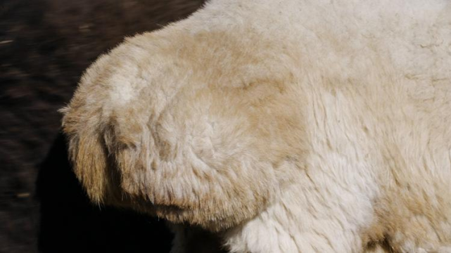 阿勒泰大尾羊长有突出的脂臀,阿勒泰大尾羊这里有一种长着肥美"大屁屁