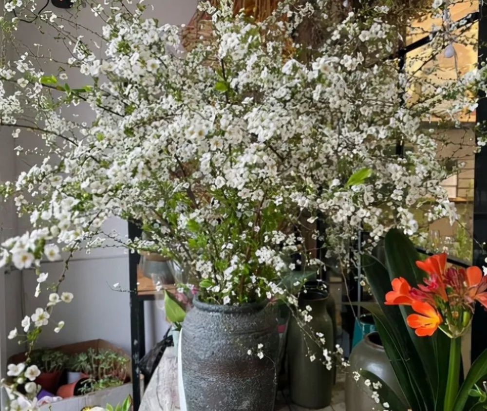过年可以买4种 枯枝 插到花瓶半个月 枯木逢春开满花 腾讯新闻