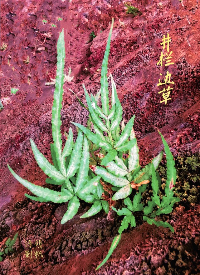井栏边草方向
