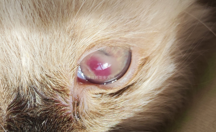 眼睛充血,眼睛浑浊,眼睛发雾,眯眼,流泪病       名:   葡萄膜炎住