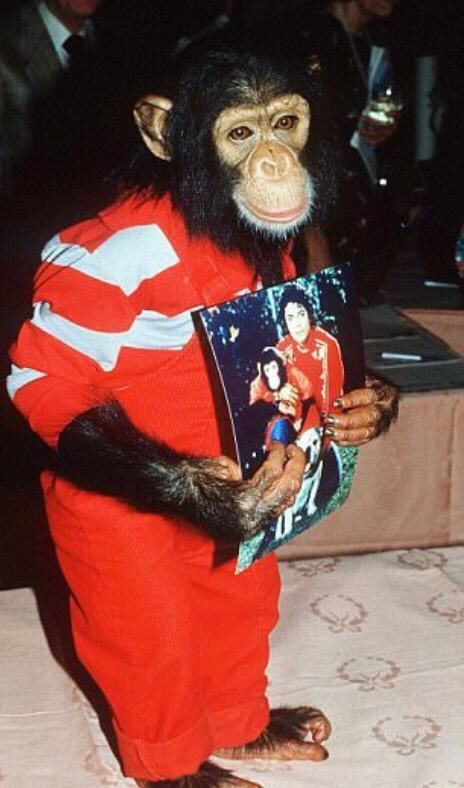 杰克逊和黑猩猩气泡